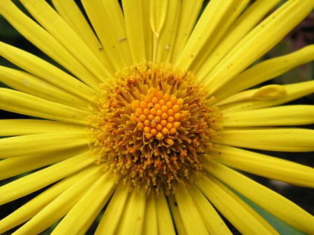 makro